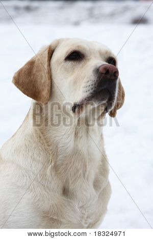 	 Dog Breed Labrador Retriever