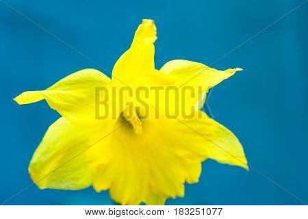 Yellow daffodil on light blue background macro abstract copyspace for text greeting card template styled image for social media slightly blurred