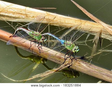 Dragonflies on the bank of Oakbank Pond in Thornhill Canada