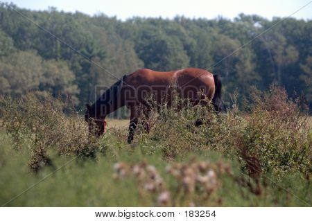 Grazing Mustang