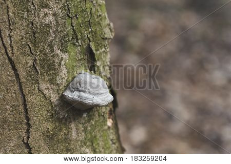 The Fomes Fomentarius On The Tree In The Wood, Background