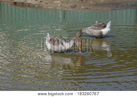 The Gray Goose Is Domestic. Homemade Gray Goose. Homemade Geese In An Artificial Pond