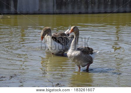 The Gray Goose Is Domestic. Homemade Gray Goose. Homemade Geese In An Artificial Pond