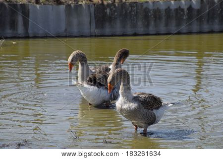 The Gray Goose Is Domestic. Homemade Gray Goose. Homemade Geese In An Artificial Pond