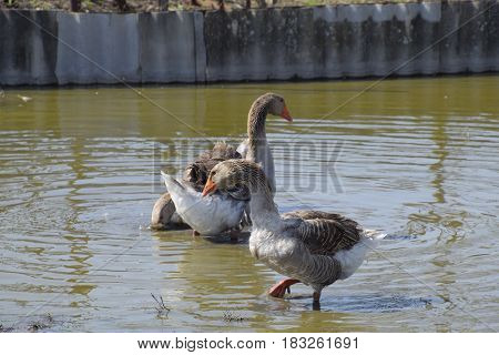 The Gray Goose Is Domestic. Homemade Gray Goose. Homemade Geese In An Artificial Pond