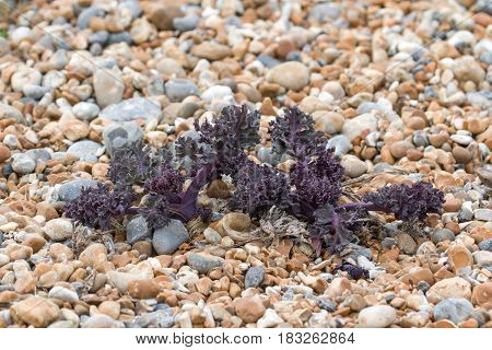 Newly-sprouted Sea Kale on pebble beach in East Sussex.