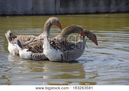 The Gray Goose Is Domestic. Homemade Gray Goose. Homemade Geese In An Artificial Pond