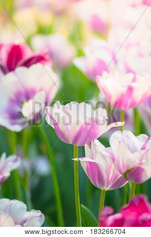 Tulip. Beautiful Bouquet Of Tulips. Colorful Tulips.