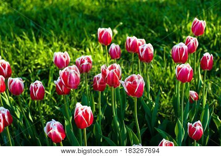 Full bloom of red tulips in outdoor area