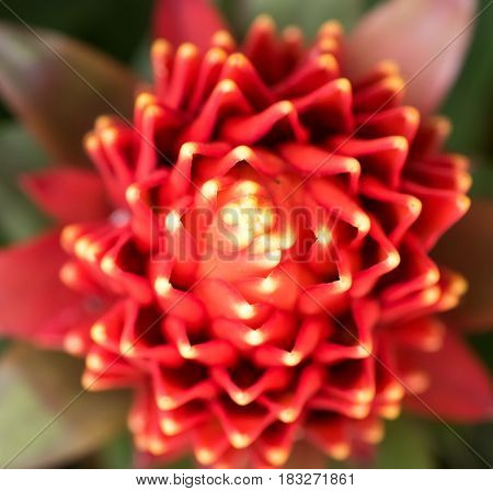red color of Guzmania flower in garden