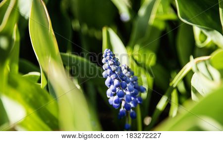 Amazing stream of blooming blue muscari flower in the famous Chicago botanic garden.