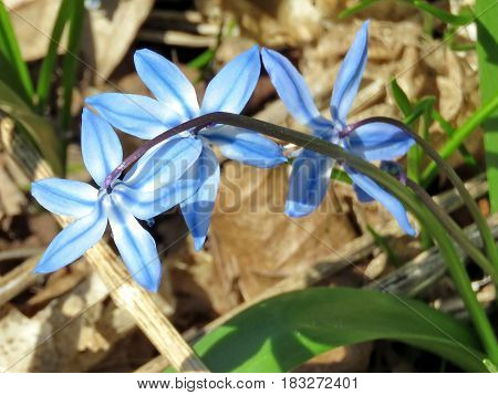 Snowdrop flower in spring in Thornhill Canada April 23 2017