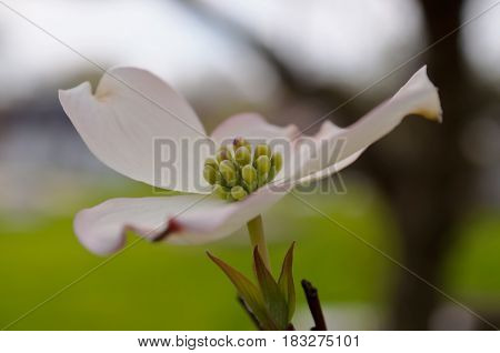 Single white dogwood flower with a blurred background
