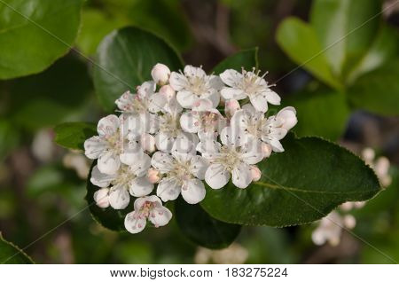 Small white and pink flowers in the sun