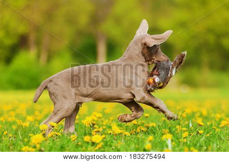 Cute Weimaraner Puppy Runs With A Plushie