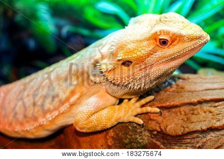 Bearded Dragon