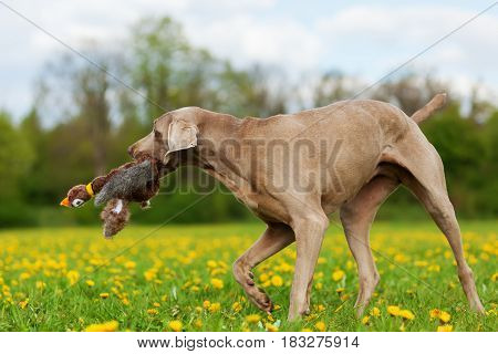 Weimaraner With A Pheasant Plushie In The Snout
