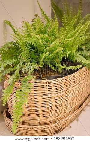 Green Plant In Minimal Room Style stock photo