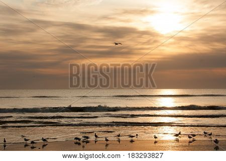 Birds gathering by the beach at sunrise.