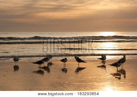 Birds gathering by the beach at sunrise.