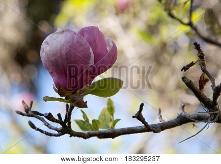 Blooming tree at Historic Thomas Center in Gainsville, FL.
