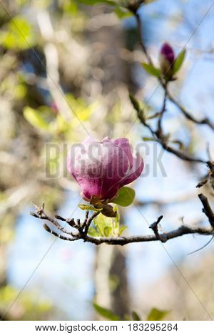 Blooming tree at Historic Thomas Center in Gainsville, FL.