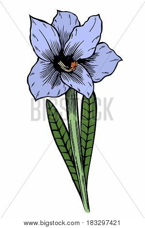Blue Lily flowers. Vector illustration, isolated on white