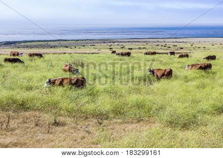 Cows Graze Fresh Grass On A Meadow In Andrew Molina State Park