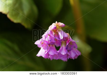 Macro photo of Korean elephant ear (Bergenia crassifolia) flowers.