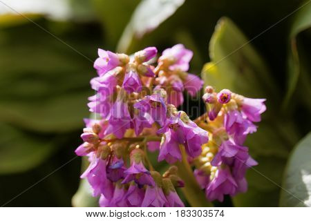 Macro photo of Korean elephant ear (Bergenia crassifolia) flowers.