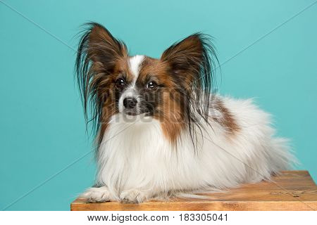 Studio portrait of a small yawning puppy Papillon on blue background
