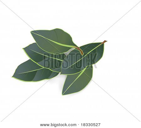  Laurel laurbærblade aromatiske