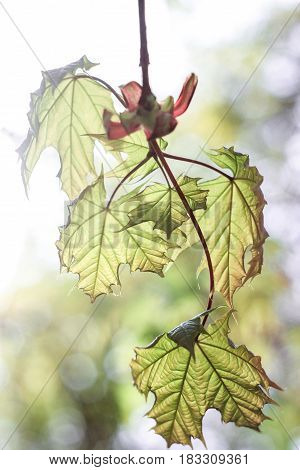 Maple green leaves on a green background