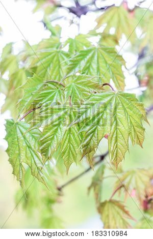 Blossoming maple leaves on a green background