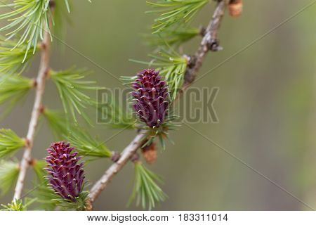 Flowers of a European larch (Larix decidua)