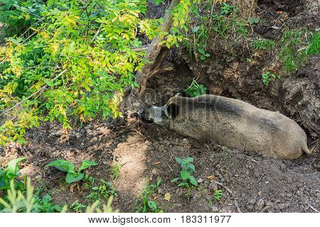 Top view of a wild swine rest
