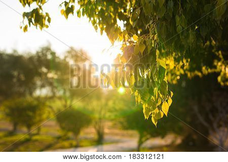 Fresh green leaves on nature framing the sun in the middle and forming rays of light.