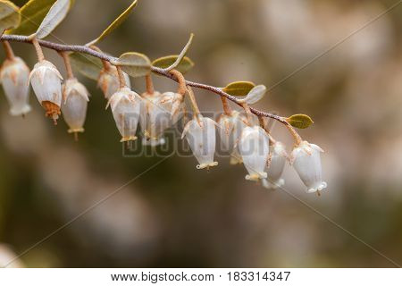 Flowers of a Chamaedaphne calyculata bush a plant from bogs and swamps in Northern Europe.