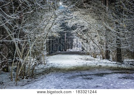 Trees covered with snow in the winter night. Empty park with the lane lit by lanterns.