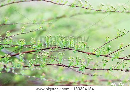Buds of white shrub on a green background