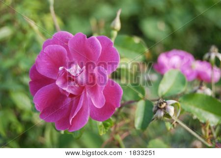 Wild Rose