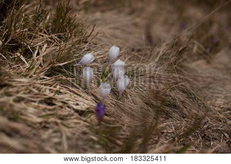 Spring flowers. Blooming violet crocuses in mountains. Glade primroses. Solar landscape. Carpathians Ukraine Europe