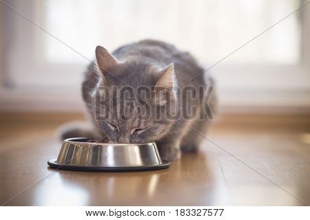 Beautiful tabby cat sitting next to a food bowl placed on the floor next to the living room window and eating. Selective focus