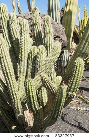 Close-up Of Carnegiea Gigantea Cactus In Hot Sandy Desert
