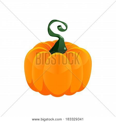 Pumpkin vegetable vector. Colorful design element isolated.