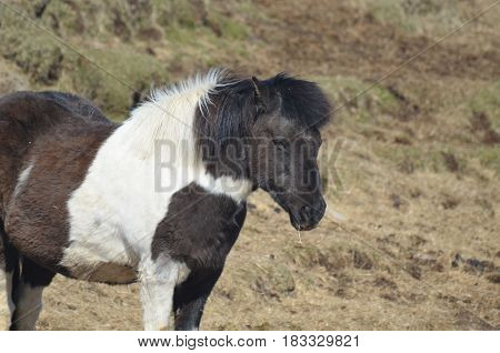 Shaggy paint Icelandic pony in Iceland's Snaefelssnes pennisula.
