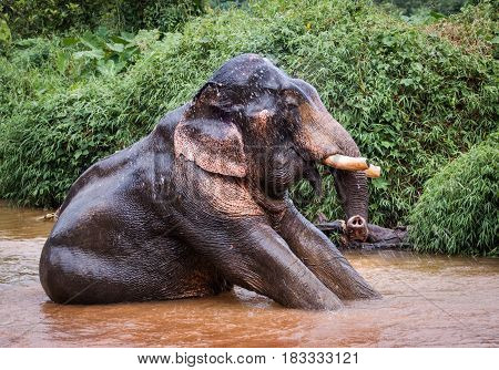 Half turn image of an elefant sitting in mud river in the rain forest of Khao Sok sanctuary Thailand
