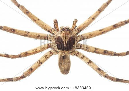 Close up of cane spider isolated on white background