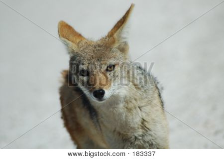 Greyback Fox Etoshan