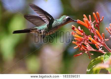 Flying Cuban Emerald Hummingbird Chlorostilbon ricodi feeds on red flower